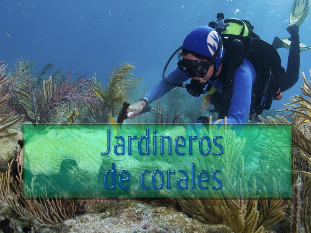 Jardineros de corales (jardineros-de-corales) Документальный фильм