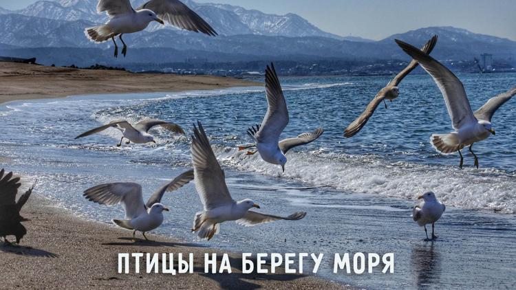 Постер Птицы на берегу моря