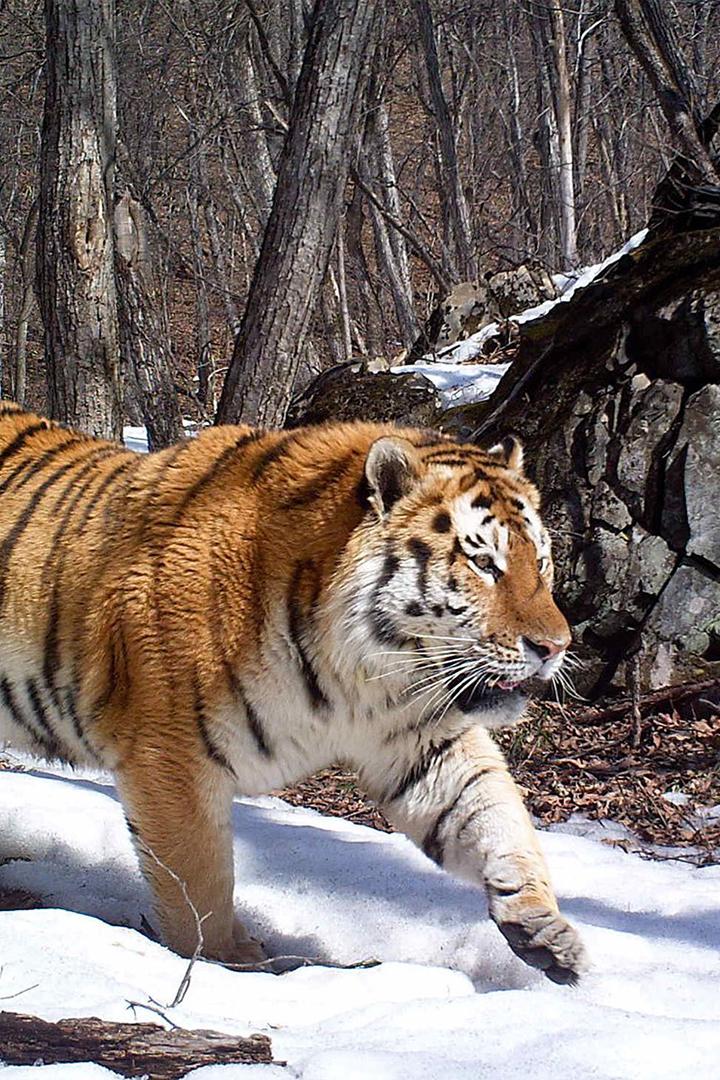Амурский тигр. Хозяин тайги (amurskij-tigr-hozjain-tajgi) Документальный фильм