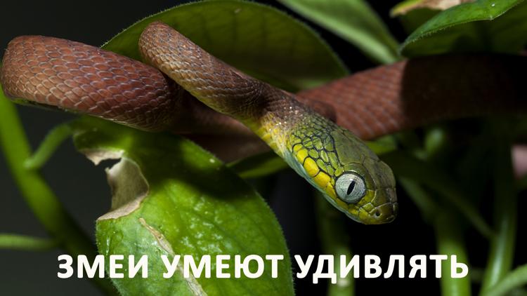 Постер Змеи умеют удивлять