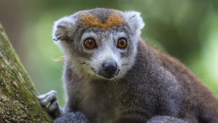 Постер Krajinou Madagaskaru