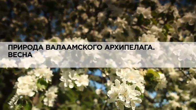 Постер Природа Валаамского архипелага. Весна