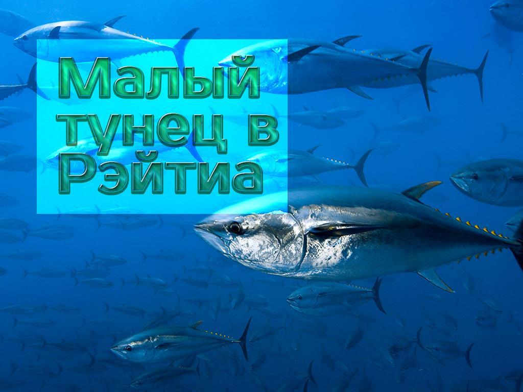 Малый тунец в Рэйтиа (malyj-tunets-v-rejtia) Документальный фильм