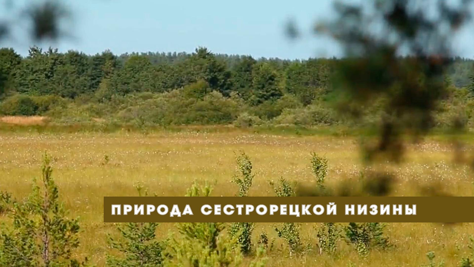 Природа Сестрорецкой низины (priroda-sestroretskoj-niziny) Документальный фильм