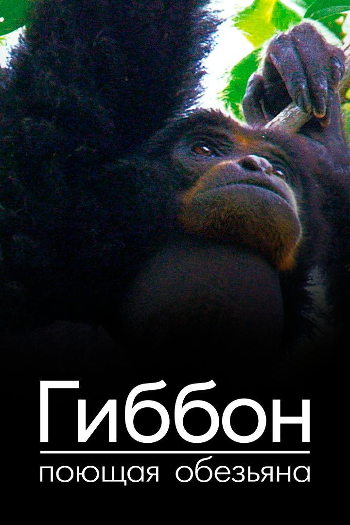 Гиббон - поющая обезьяна (gibbon-pojuschaja-obezjana) Документальный фильм
