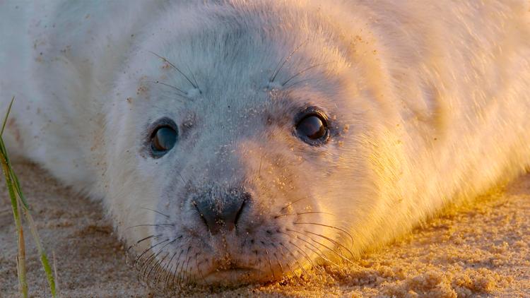 Постер The Wonderful World of Baby Animals