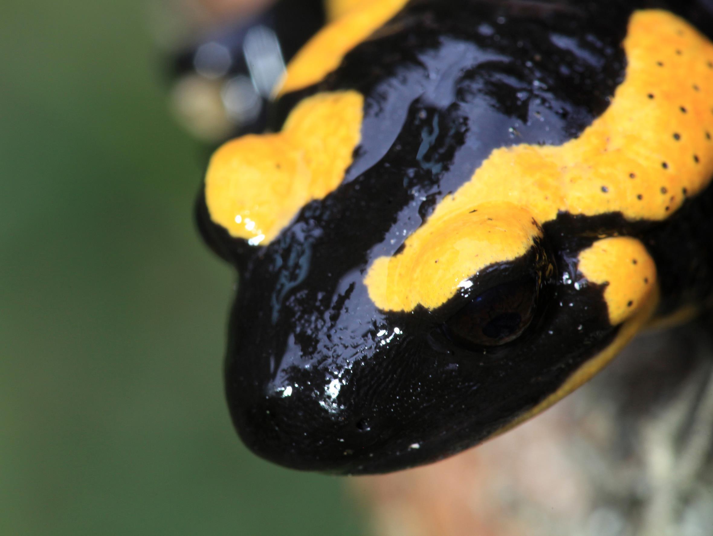 Водный мир Хорватии (vodnyj-mir-horvatii) Документальный сериал