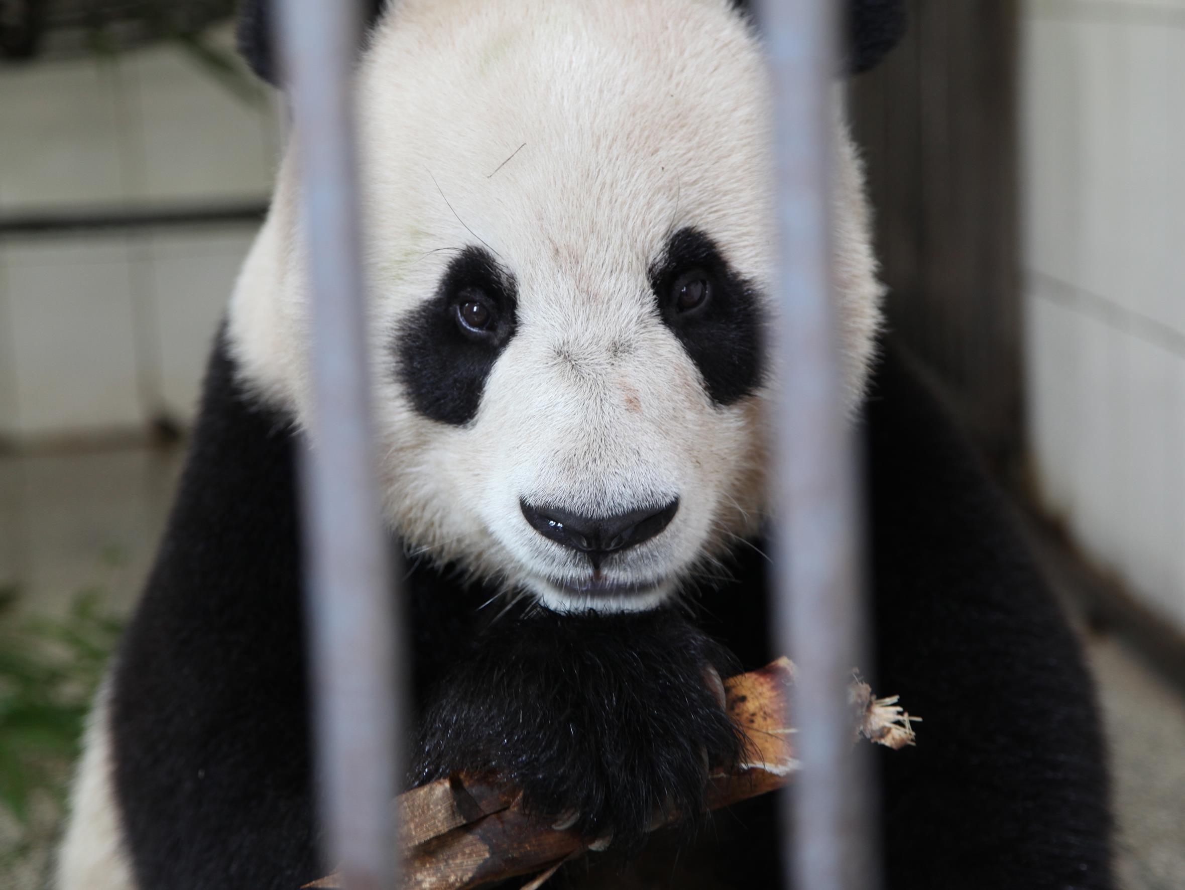 Любовное гнездышко для панд (ljubovnoe-gnezdyshko-dlja-pand) Документальный фильм