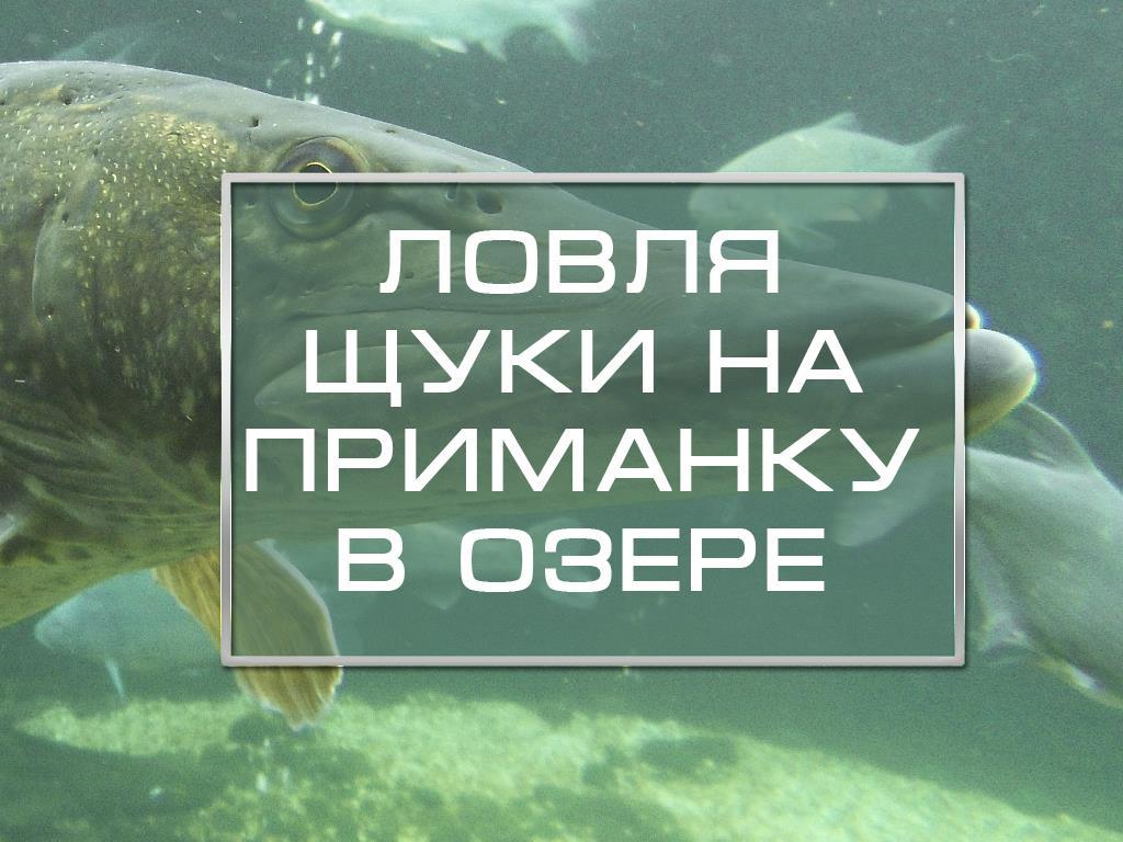Ловля щуки на приманку в озере (lovlja-schuki-na-primanku-v-ozere) Документальный фильм