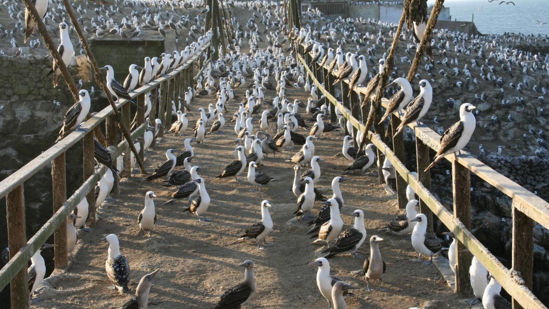 Guano: The island of agony (guano-the-island-of-agony) Документальный фильм