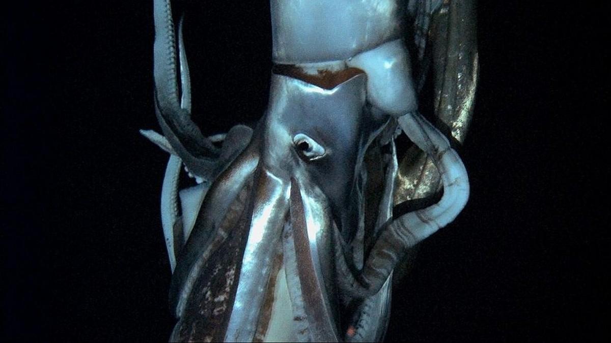 The Giant Squid (the-giant-squid) Документальный фильм
