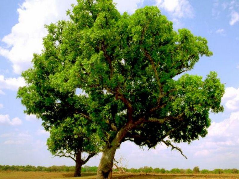 Afrika-Von Bäumen und Tieren (afrika-von-bumen-und-tieren) Документальный сериал