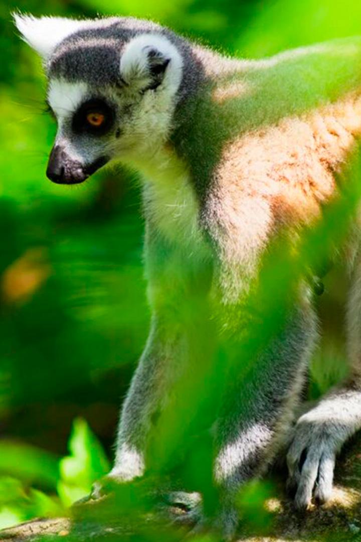 Самые странные животные Мадагаскара (samye-strannye-zhivotnye-madagaskara) Документальный сериал