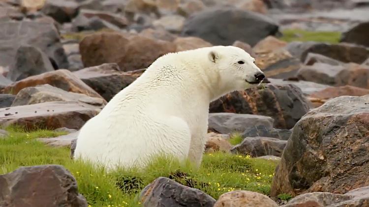 Постер Ein Jahr in Kanadas Wildnis