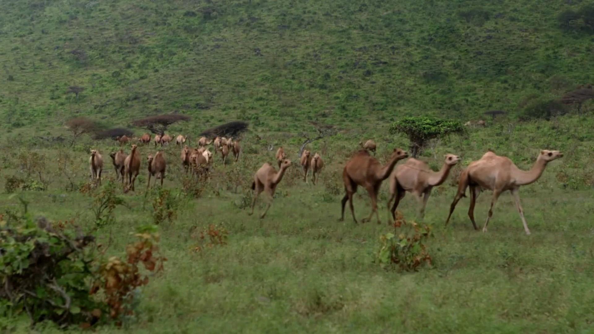 Знойная Аравия (znojnaja-aravija) Документальный сериал