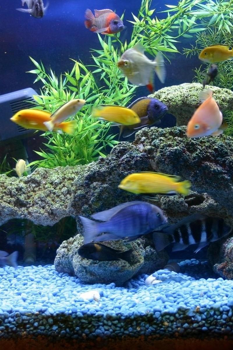Аквариум (akvarium) ТВ-шоу