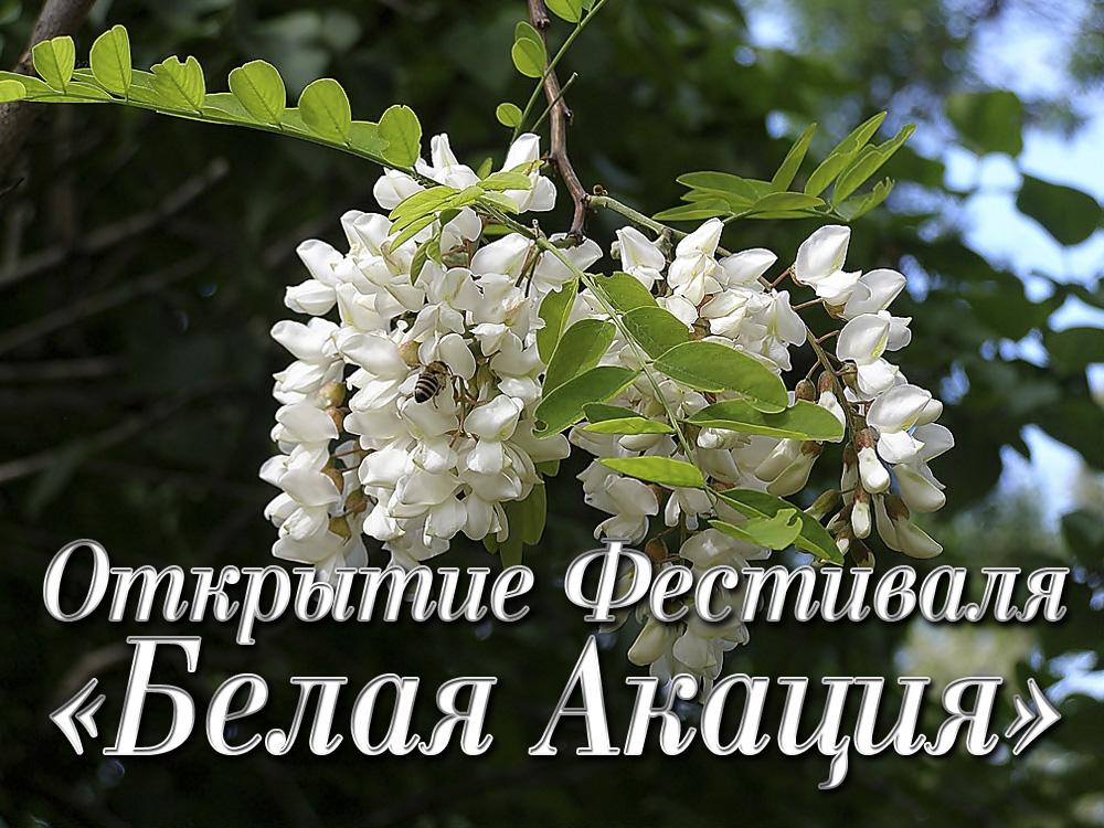 Открытие Фестиваля «Белая Акация» (otkrytie-festivalja-belaja-akatsija) Досуг, хобби