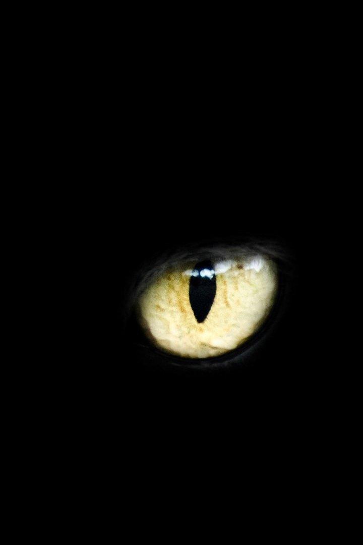 The Cats Eye Museum (the-cats-eye-museum) Досуг, хобби