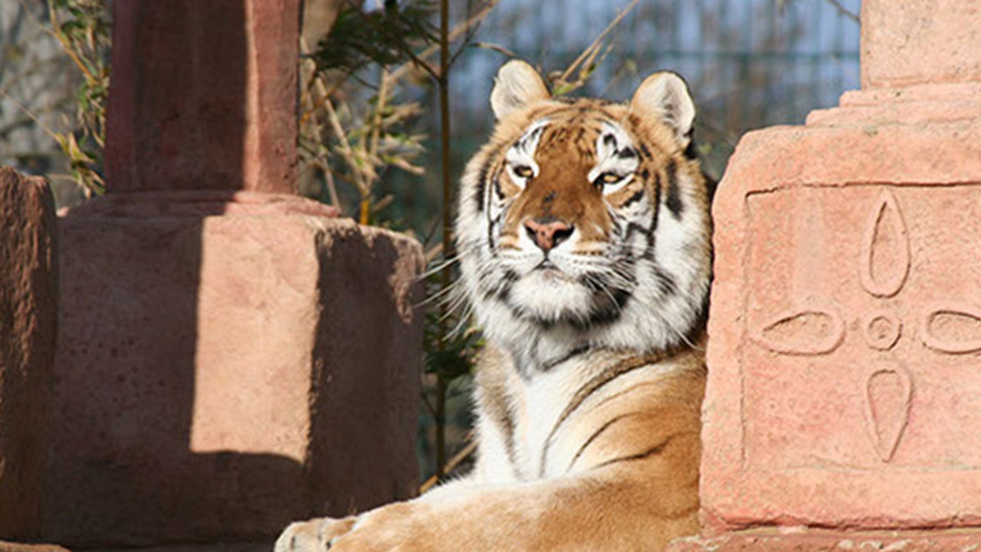 Тигриный остров (tigrinyj-ostrov) Документальный сериал