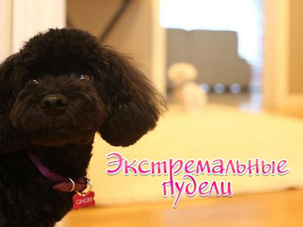 Экстремальные пудели (ekstremalnye-pudeli) Документальный фильм