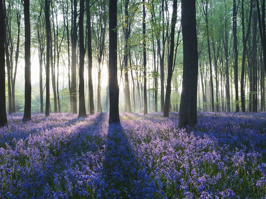 Весенний лес (vesennij-les) Досуг, хобби