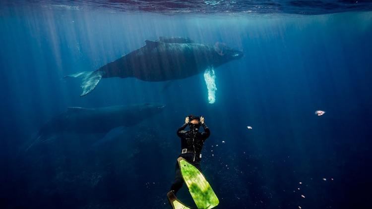 Постер Swimming with Whales at the Silver Bank