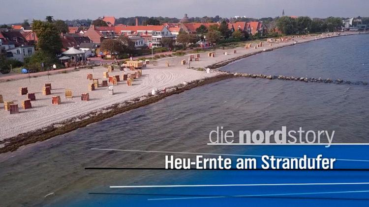 Постер Heu-Ernte am Strandufer - Seegras und seine Entdecker