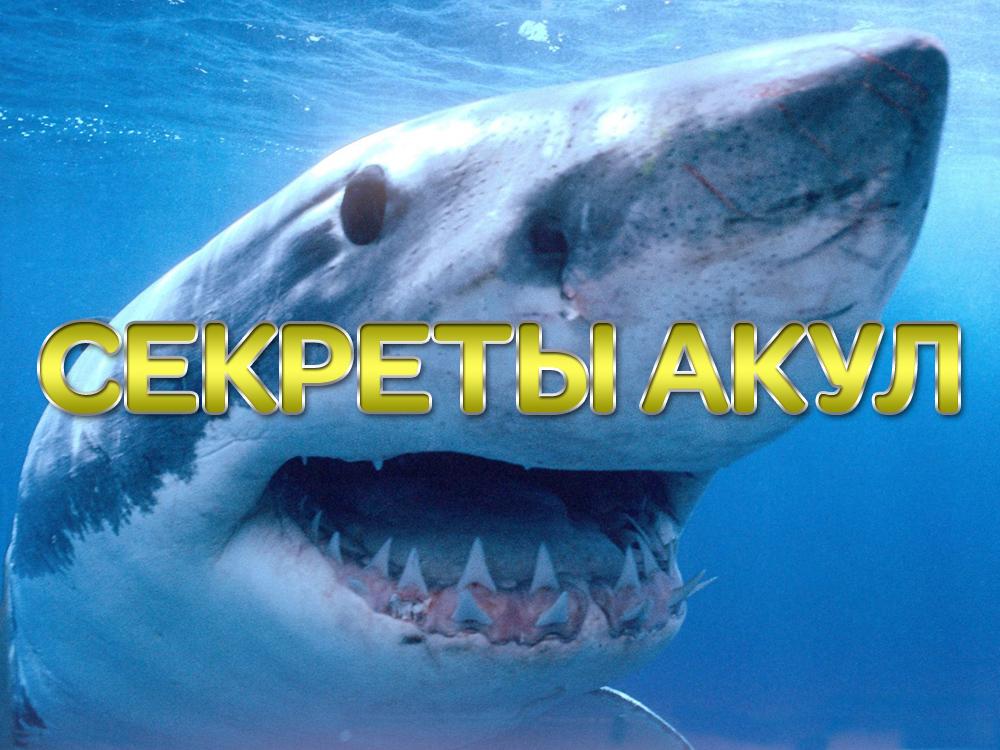 Секреты акул (sekrety-akul) Документальный фильм
