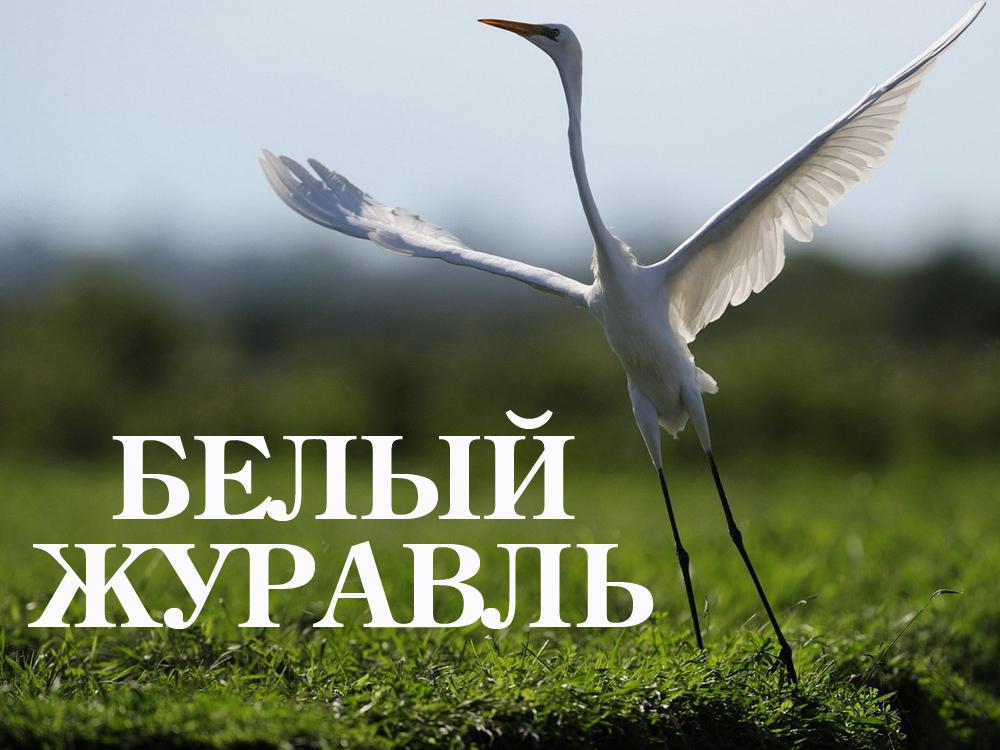 Белый журавль (belyj-zhuravl) Документальный фильм