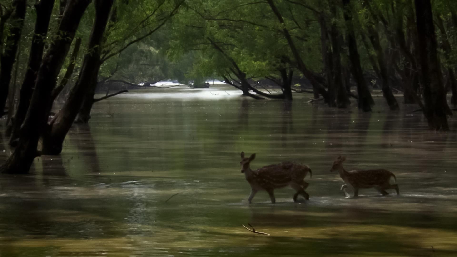 Незримая индия (nezrimaja-indija) Документальный фильм