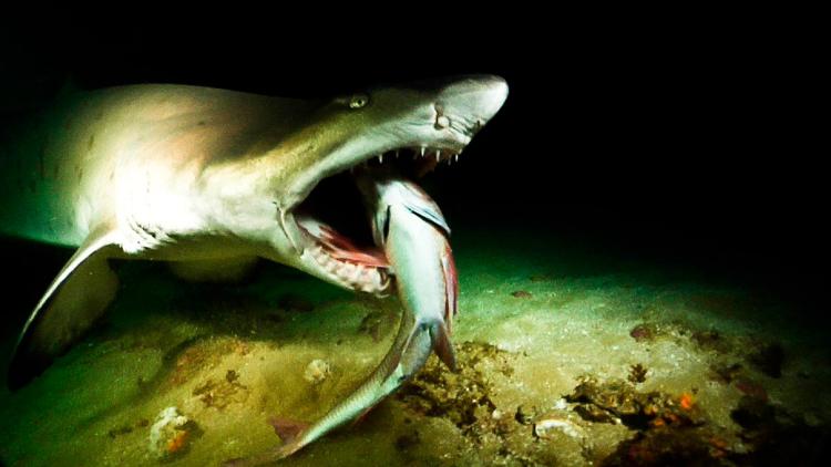 Постер Ragged Tooth Sharks