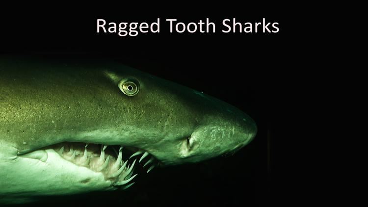 Постер Ragged Tooth Sharks