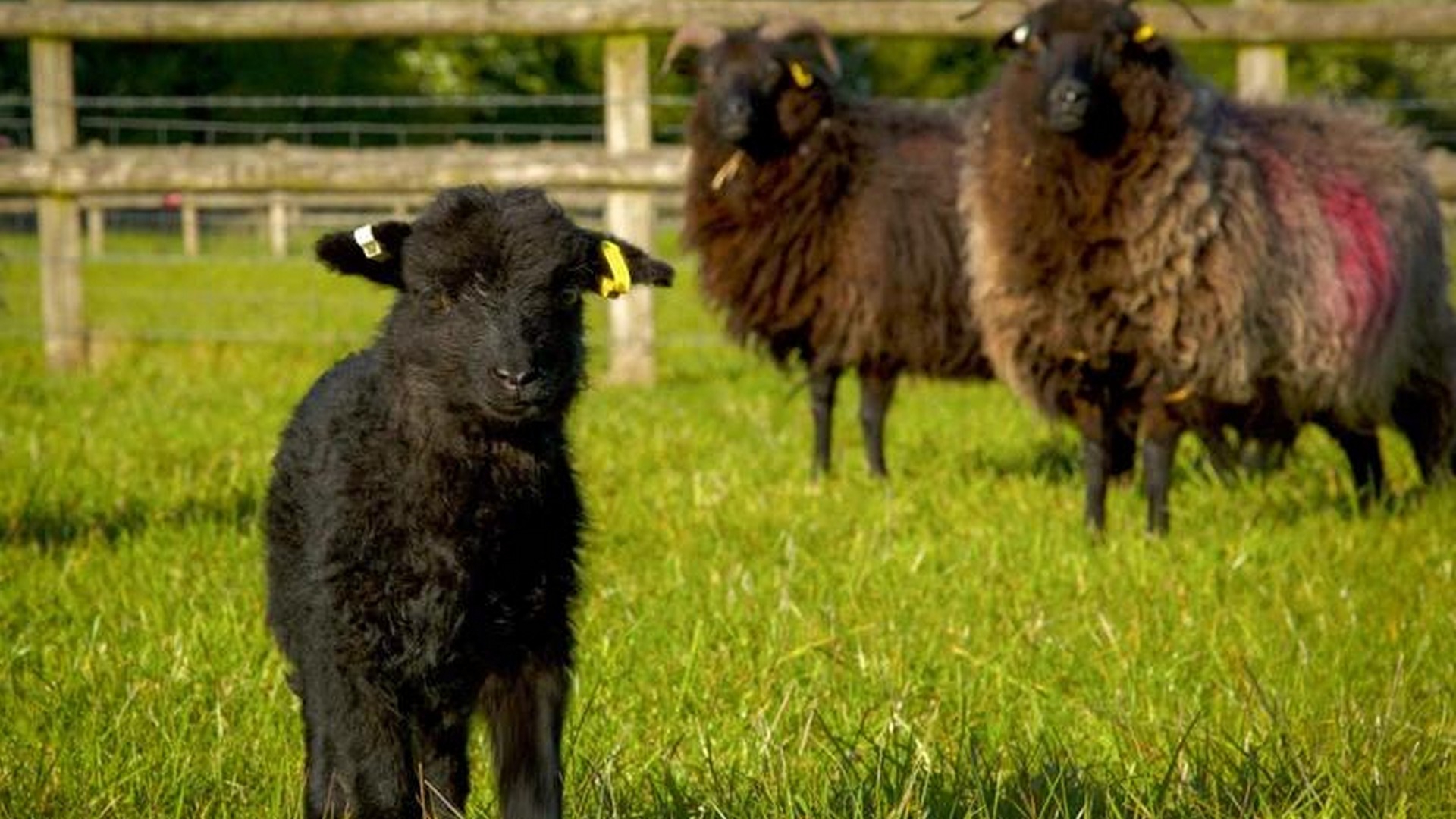 Wild Tales (wild-tales) Документальный сериал