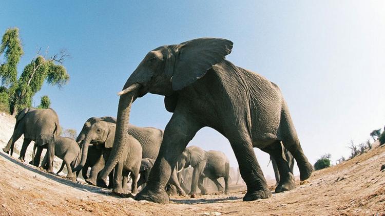 Постер Elephants: Spy in the Herd