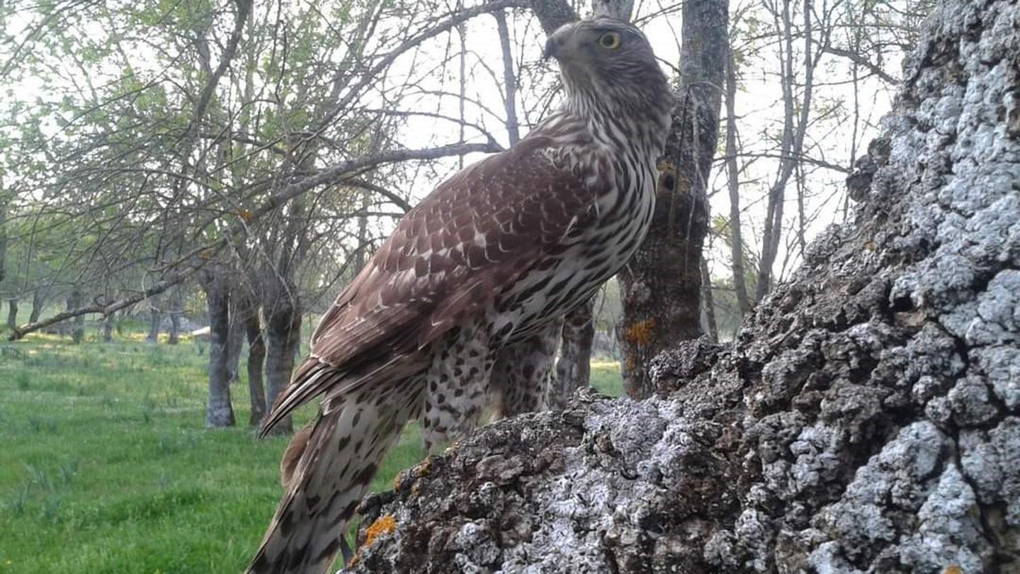 El bosque centenario (el-bosque-centenario) Документальный фильм