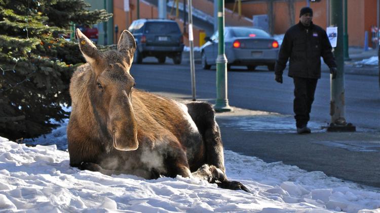 Постер Анкоридж: арктический город