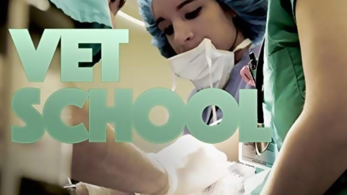 Школа ветеринаров (shkola-veterinarov) Реалити-шоу