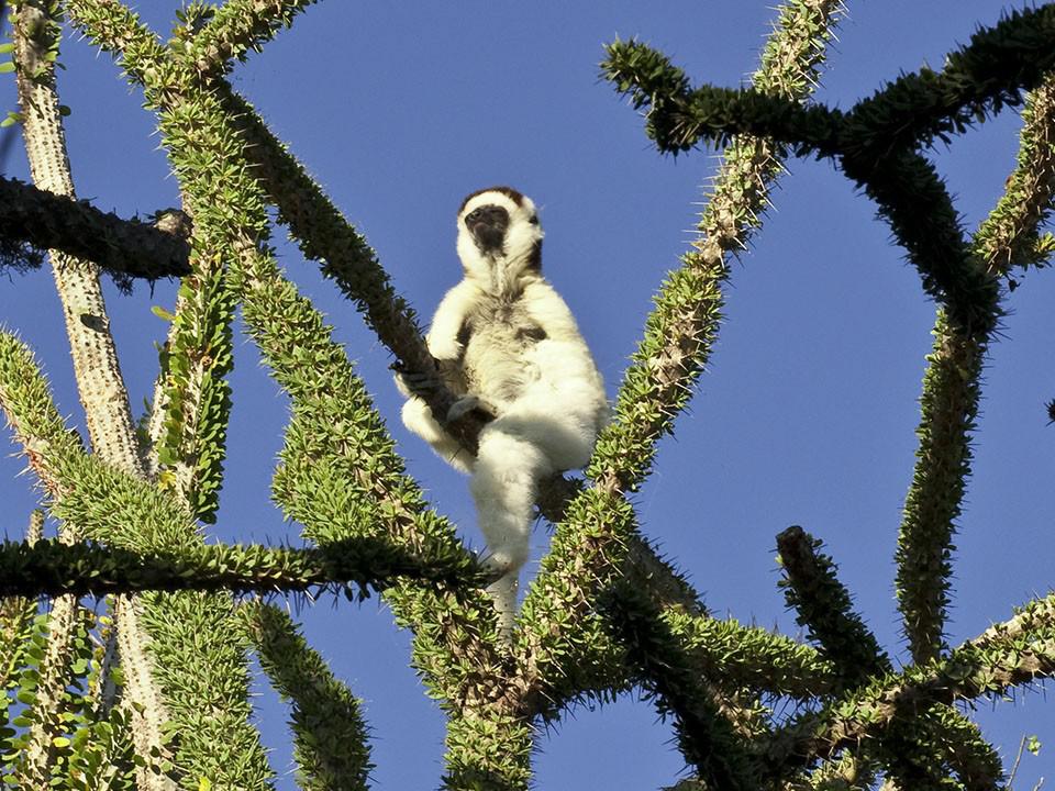 Мадагаскар: Легенда острова лемуров (madagaskar-legenda-ostrova-lemurov) Документальный фильм