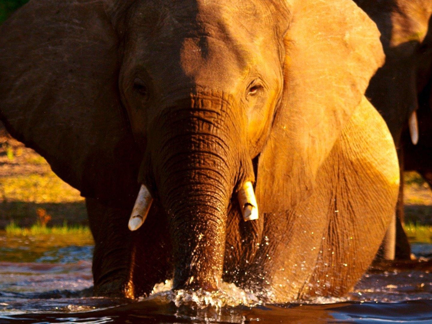 Botswana - Afrikas letztes Tierparadies (botswana-afrikas-letztes-tierparadies) Документальный фильм