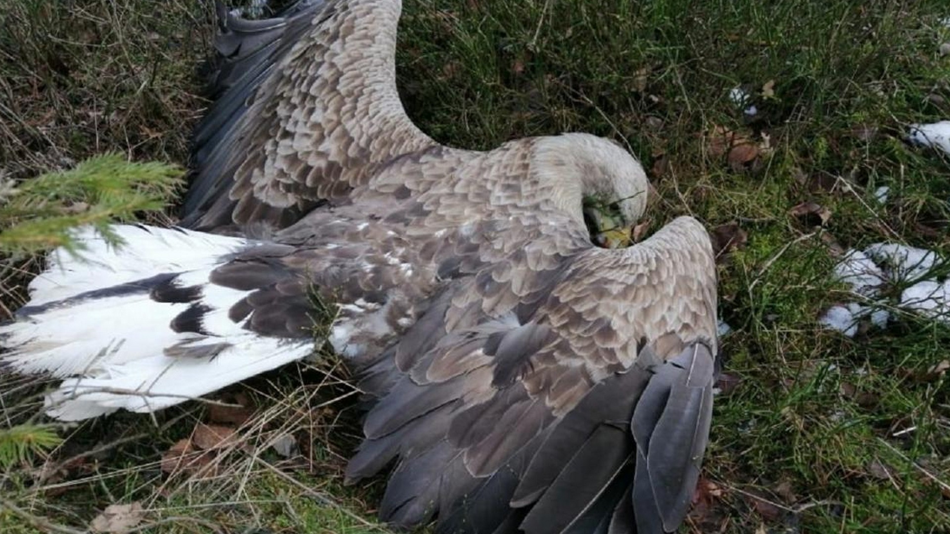 Moták pochop (motk-pochop) Документальный фильм