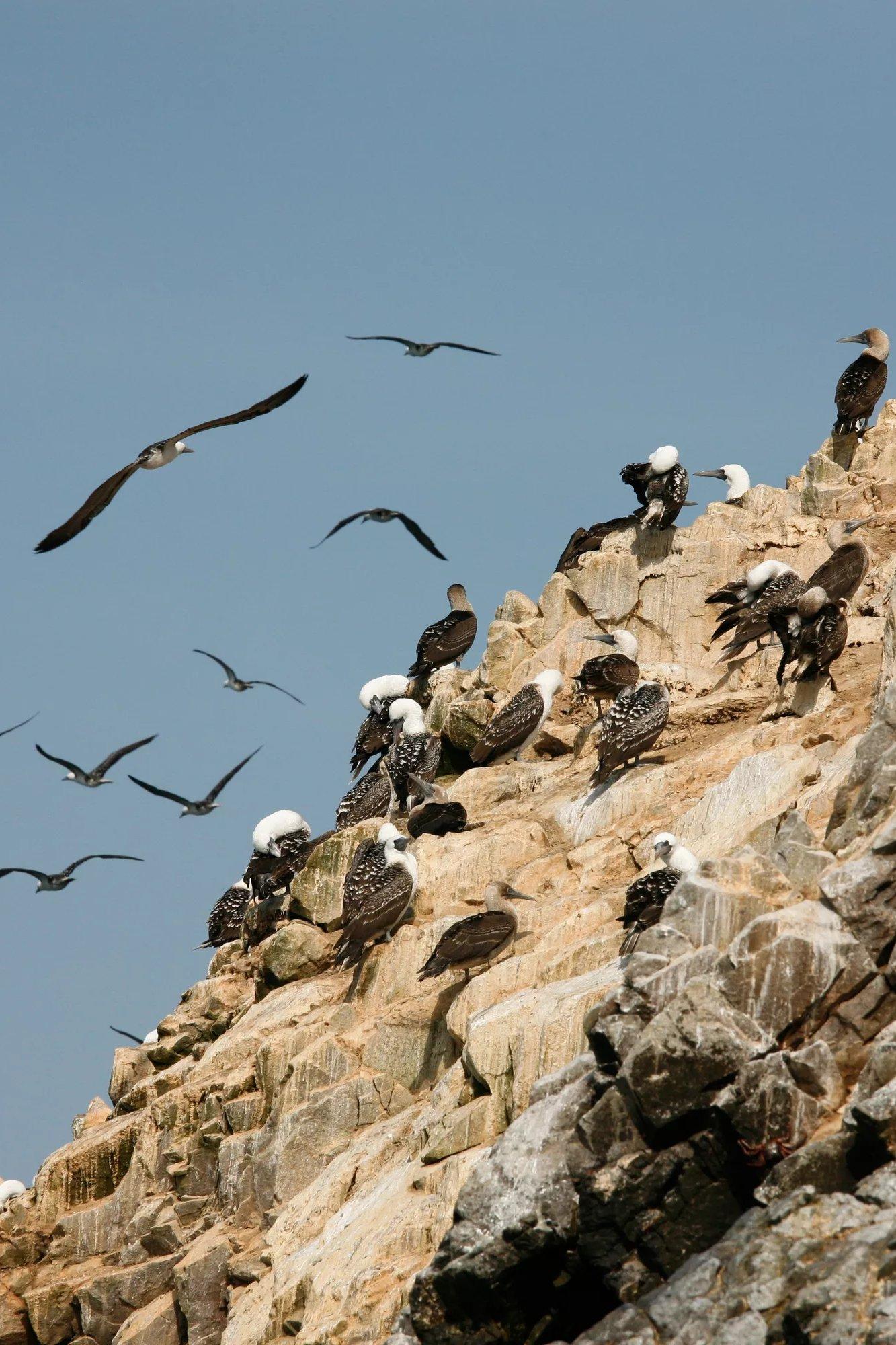 Guano – Vogelmist mit Mehrwert (guano-vogelmist-mit-mehrwert) Документальный фильм