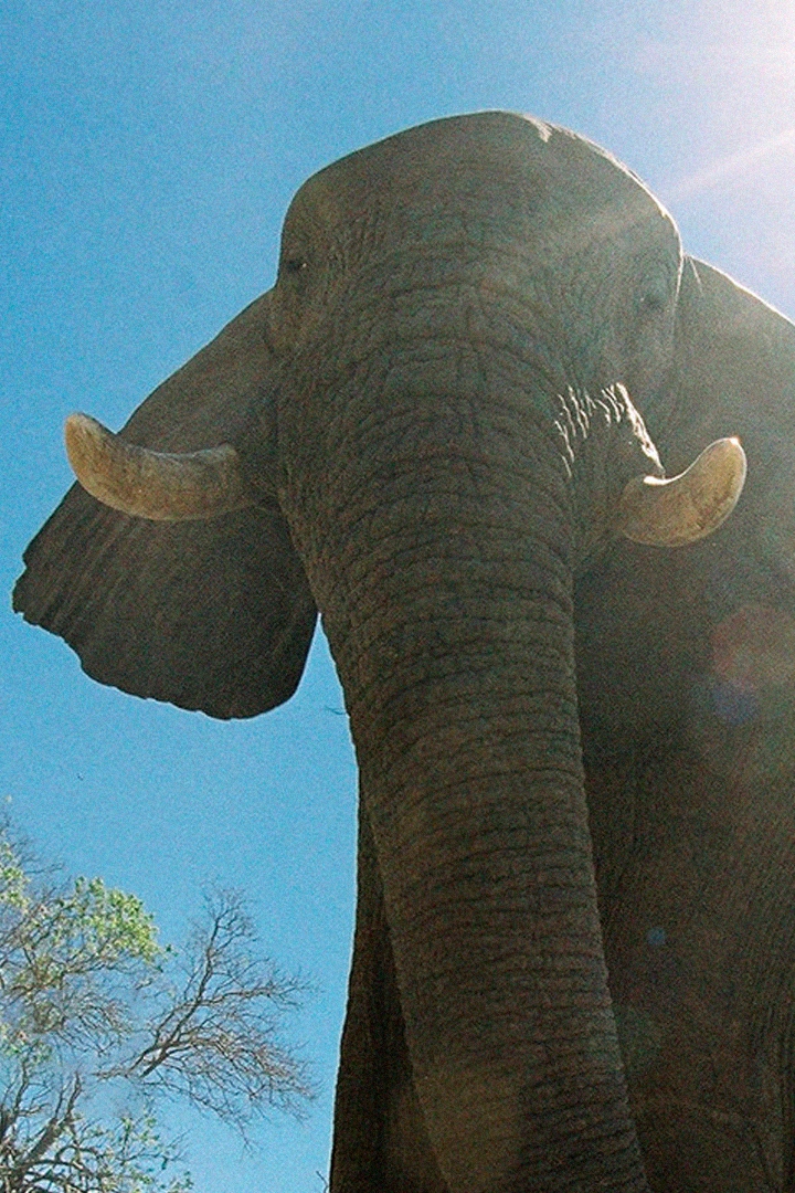 Elephants: Spy in the Herd (elephants-spy-in-the-herd) Документальный фильм