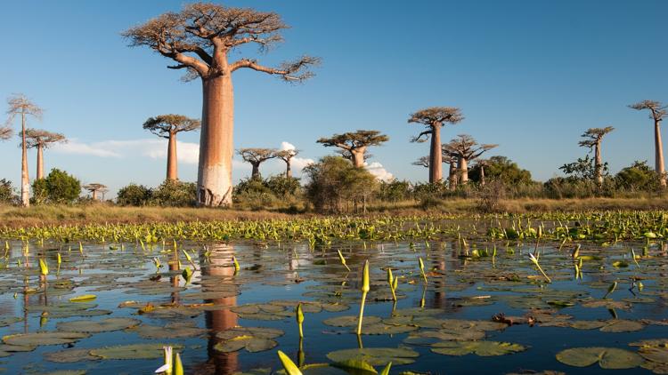 Постер Madagaskar: Zjavenia Panny Márie v Anosivolakely