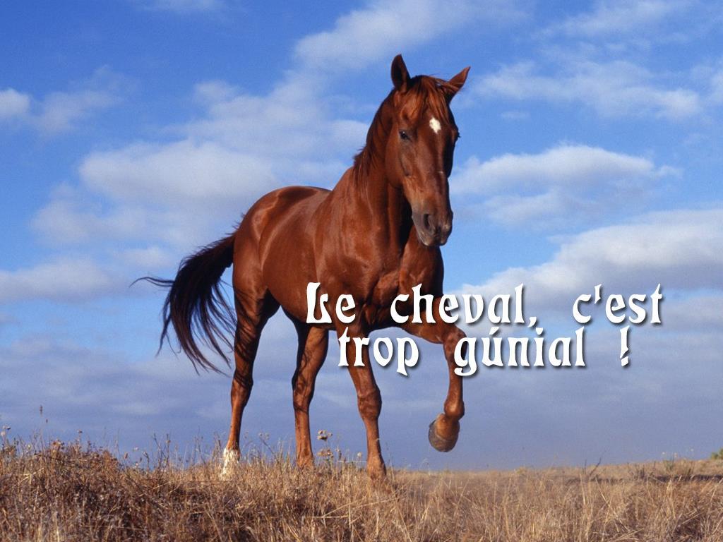 Le cheval, c'est trop génial ! (le-cheval-cest-trop-gnial) Документальный сериал