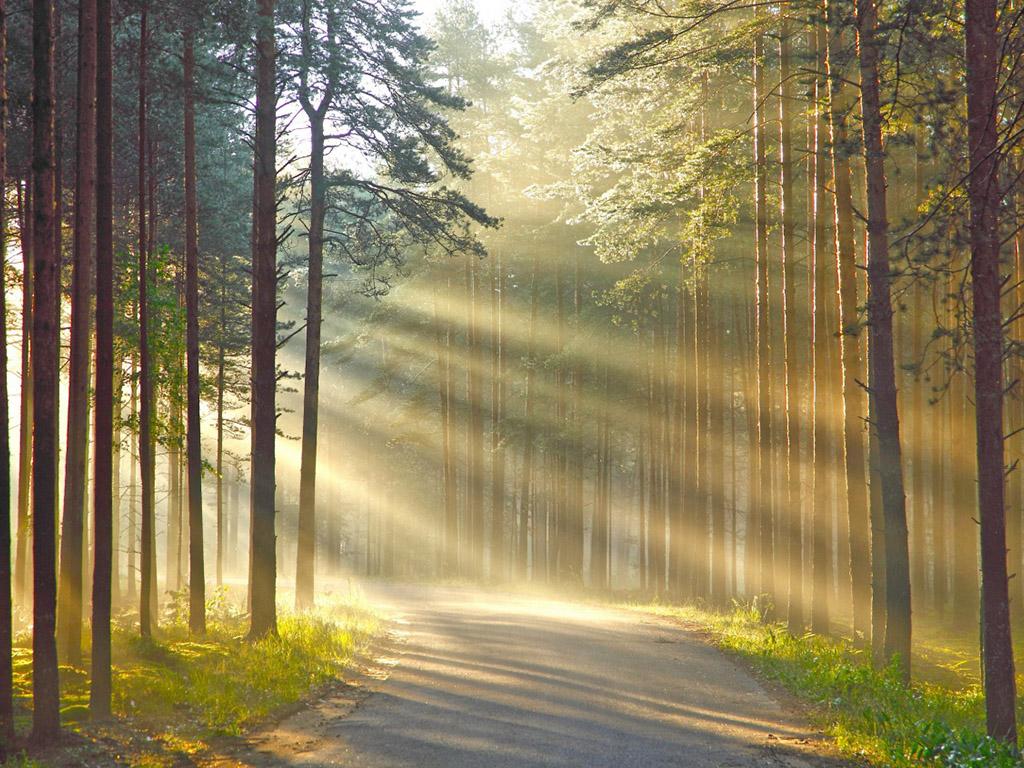 Утро в Карельском лесу (utro-v-karelskom-lesu) Досуг, хобби