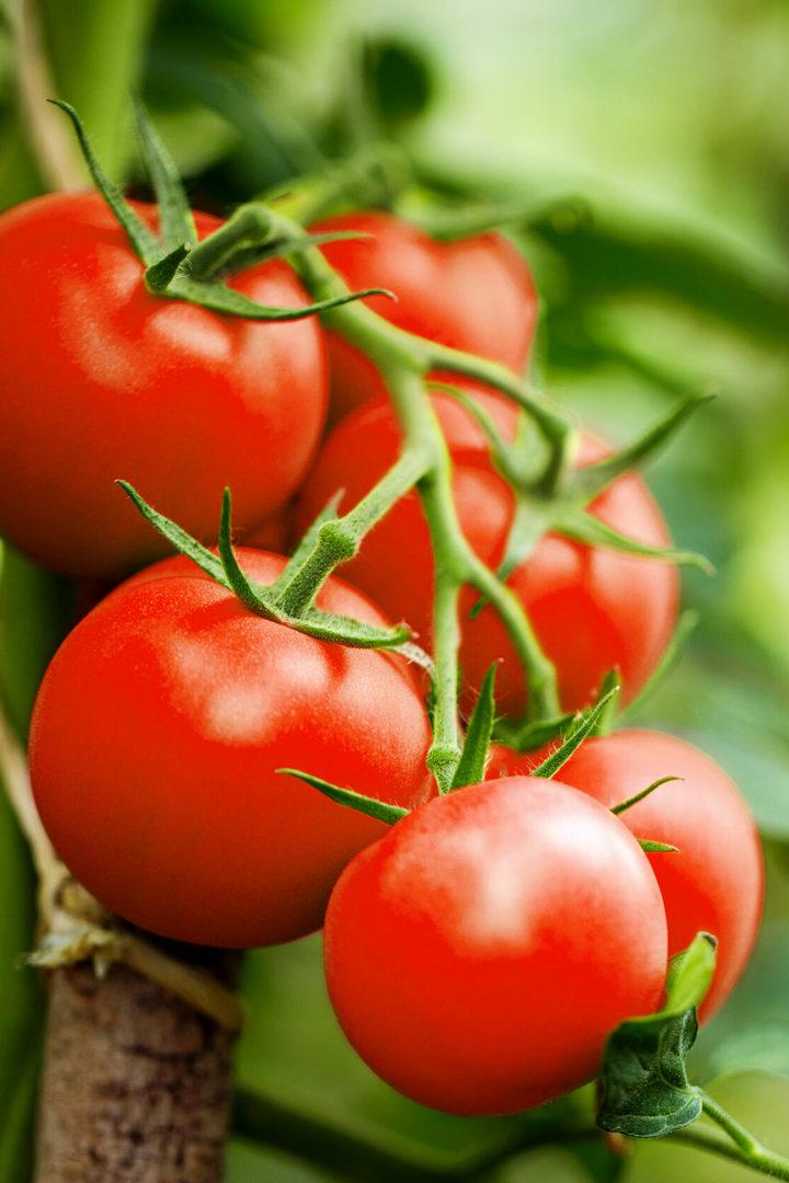 Как удалять листья и пасынки у томатов (kak-udaljat-listja-i-pasynki-u-tomatov) Досуг, хобби