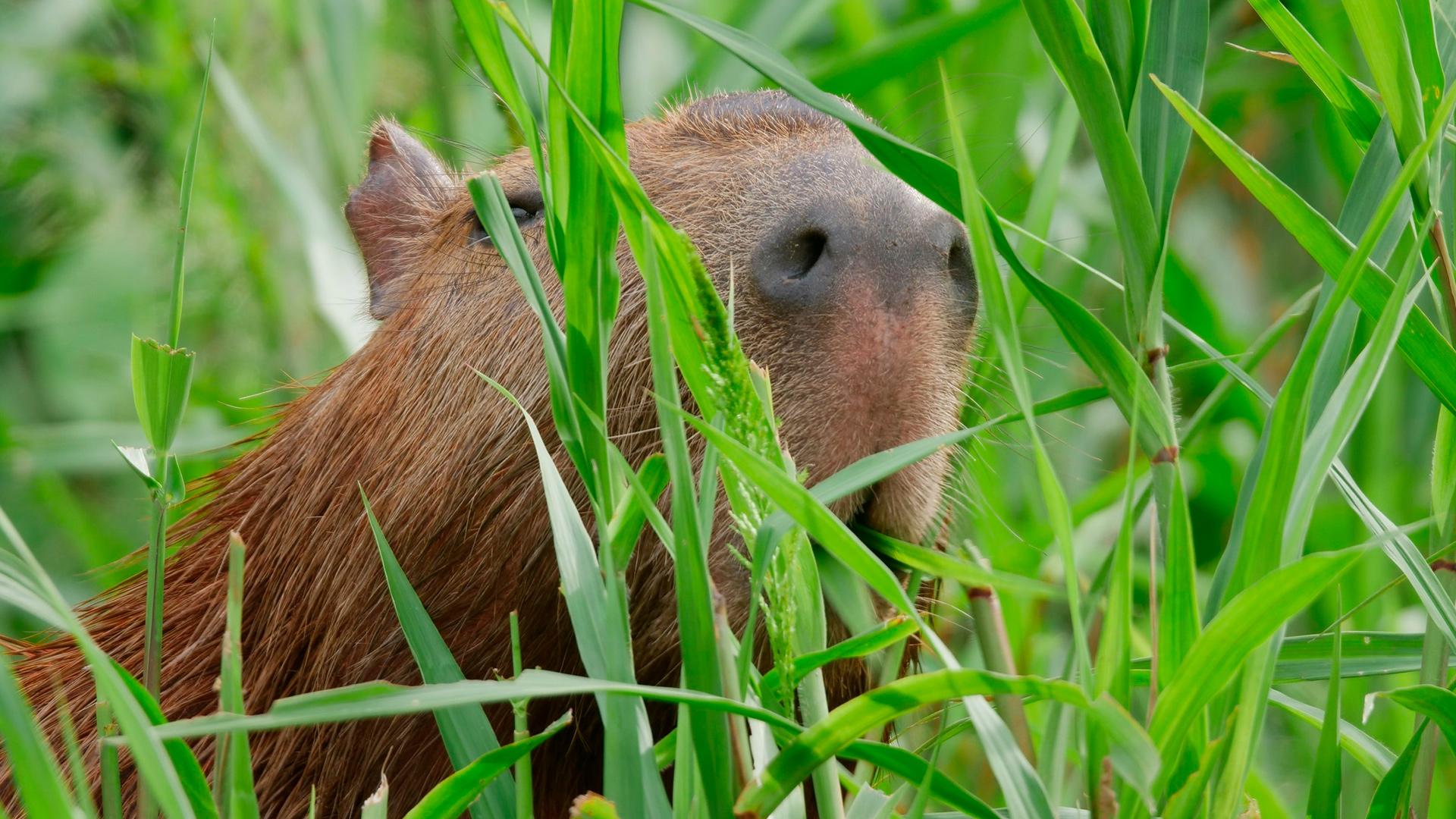 Expedition Amazonas (expedition-amazonas) Познавательное