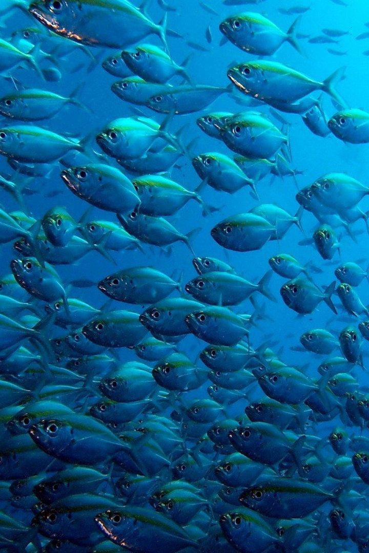 Fish Masters (fish-masters) Досуг, хобби