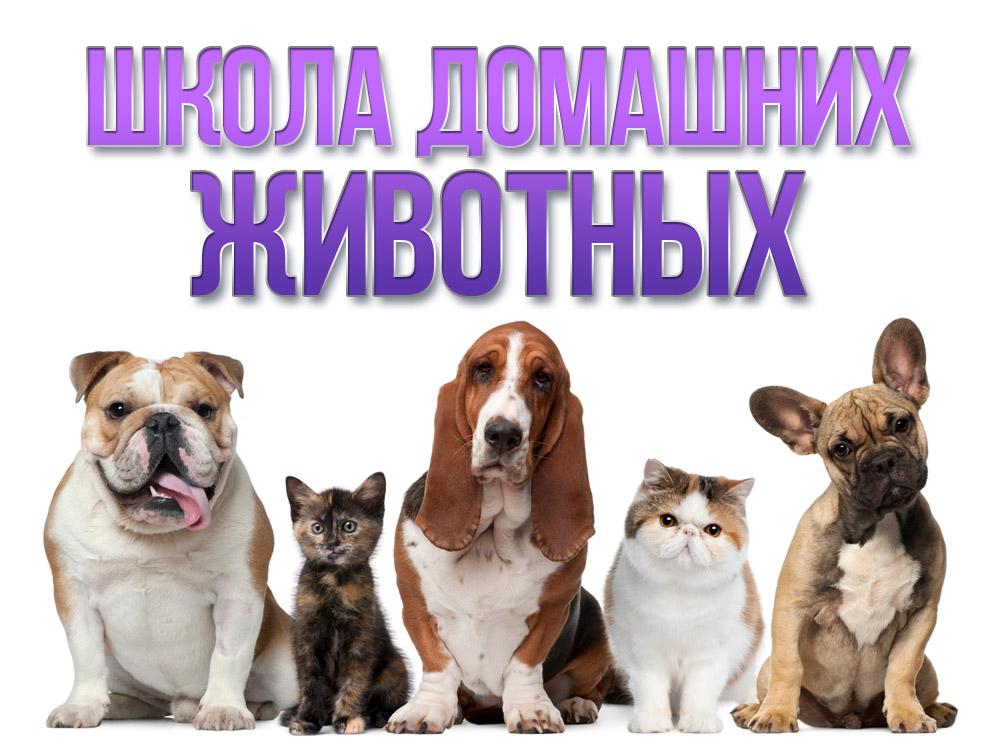 Школа домашних животных (shkola-domashnih-zhivotnyh) Реалити-шоу