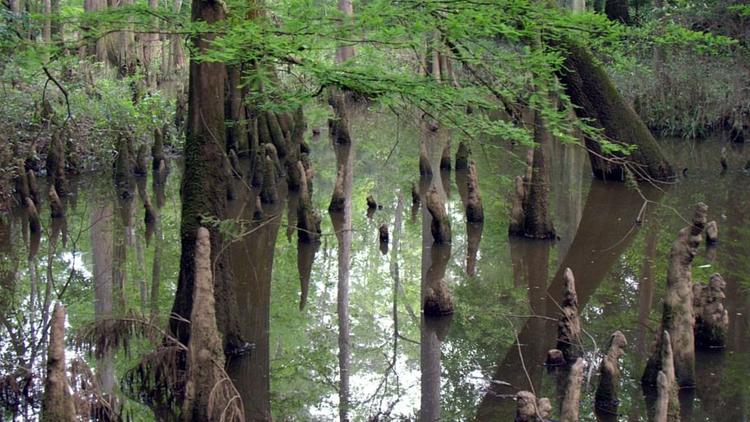 Постер Dans les bayous du Texas